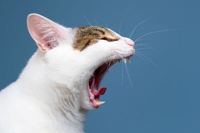 Au Backe: Zahnpflege bei Katzen – macht das überhaupt Sinn?